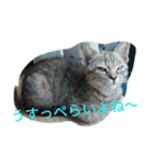 もいにゃっす（個別スタンプ：12）
