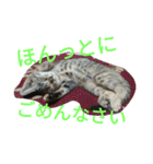 もいにゃっす（個別スタンプ：13）