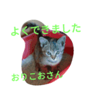 もいにゃっす（個別スタンプ：16）