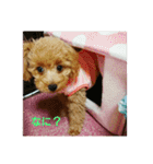 toy poodle maruko（個別スタンプ：1）