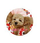 toy poodle maruko（個別スタンプ：2）