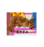 toy poodle maruko（個別スタンプ：4）