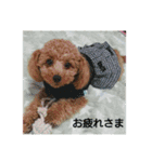 toy poodle maruko（個別スタンプ：5）