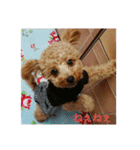 toy poodle maruko（個別スタンプ：6）