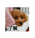 toy poodle maruko（個別スタンプ：7）