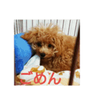 toy poodle maruko（個別スタンプ：13）