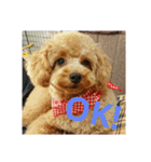 toy poodle maruko（個別スタンプ：14）