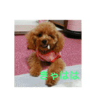 toy poodle maruko（個別スタンプ：17）