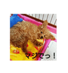 toy poodle maruko（個別スタンプ：18）