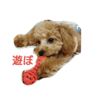 toy poodle maruko（個別スタンプ：24）