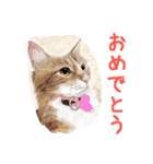 Lovely Cats +1 in The Blog 2（個別スタンプ：12）