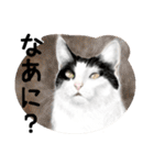 Lovely Cats +1 in The Blog 2（個別スタンプ：27）