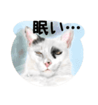 Lovely Cats +1 in The Blog 2（個別スタンプ：28）