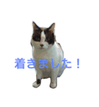 猫のココア（個別スタンプ：13）