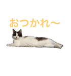 猫のココア（個別スタンプ：16）