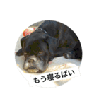 博多弁ボクサー犬！（個別スタンプ：1）