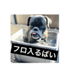 博多弁ボクサー犬！（個別スタンプ：3）