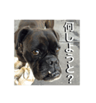 博多弁ボクサー犬！（個別スタンプ：4）