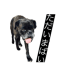 博多弁ボクサー犬！（個別スタンプ：17）