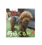 家族への言葉 (犬猫編)（個別スタンプ：5）