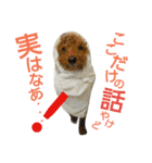 家族への言葉 (犬猫編)（個別スタンプ：8）