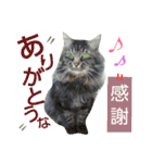 家族への言葉 (犬猫編)（個別スタンプ：10）