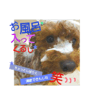 家族への言葉 (犬猫編)（個別スタンプ：14）