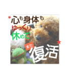 家族への言葉 (犬猫編)（個別スタンプ：15）