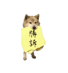 雑種犬タロー追加。（個別スタンプ：1）