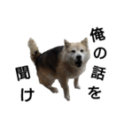 雑種犬タロー追加。（個別スタンプ：3）