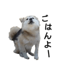 雑種犬タロー追加。（個別スタンプ：4）