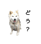 雑種犬タロー追加。（個別スタンプ：6）