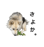 雑種犬タロー追加。（個別スタンプ：7）