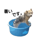 雑種犬タロー追加。（個別スタンプ：8）