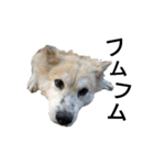 雑種犬タロー追加。（個別スタンプ：9）