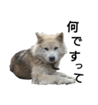 雑種犬タロー追加。（個別スタンプ：10）