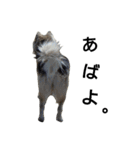 雑種犬タロー追加。（個別スタンプ：11）
