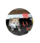 雑種犬タロー追加。（個別スタンプ：12）