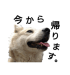 雑種犬タロー追加。（個別スタンプ：13）