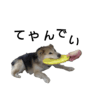 雑種犬タロー追加。（個別スタンプ：14）
