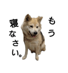 雑種犬タロー追加。（個別スタンプ：15）