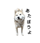 雑種犬タロー追加。（個別スタンプ：16）