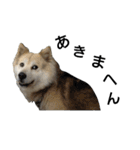 雑種犬タロー追加。（個別スタンプ：17）