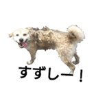 雑種犬タロー追加。（個別スタンプ：18）