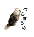 雑種犬タロー追加。（個別スタンプ：19）