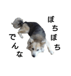 雑種犬タロー追加。（個別スタンプ：21）