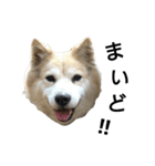雑種犬タロー追加。（個別スタンプ：22）