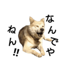 雑種犬タロー追加。（個別スタンプ：23）