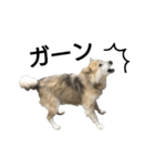 雑種犬タロー追加。（個別スタンプ：24）