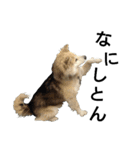 雑種犬タロー追加。（個別スタンプ：26）